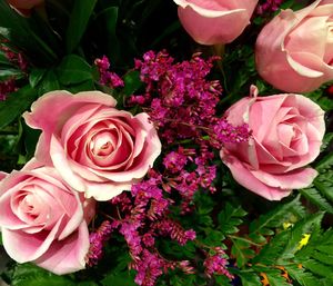 Close-up of pink roses