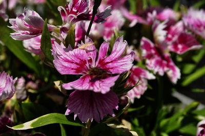 Close-up of pink flowers