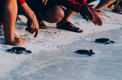 Low section of people by turtles on shore at beach