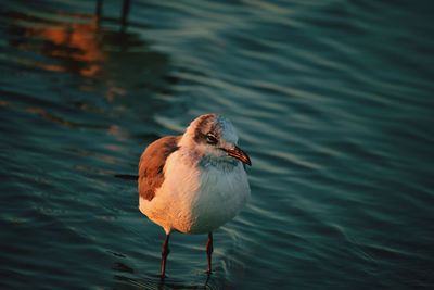 Close-up of bird in lake