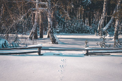 Bare trees on snow covered field in city