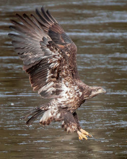 Close up of a bird