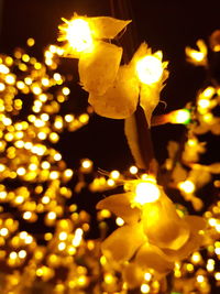 Close-up of yellow flowers at night