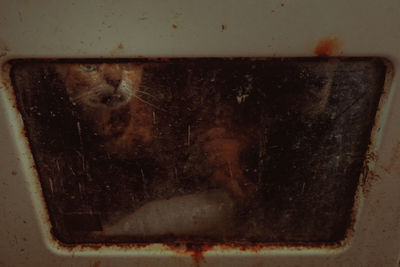 Full frame shot of a cat