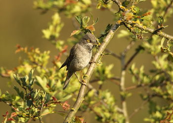 Bird perching on a tree