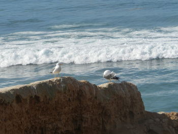 Seagull perching on rock in sea