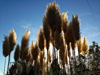 Low angle view of plants against clear sky