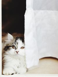 pet