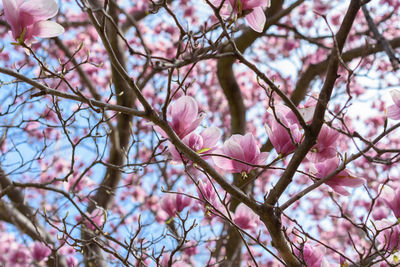 Low angle view of cherry blossoms in spring