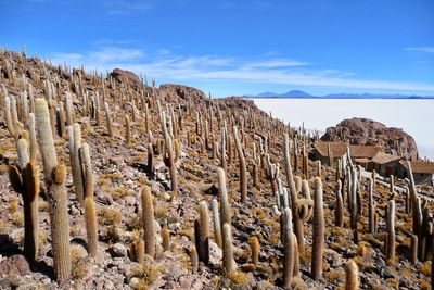 Panoramic view of cacti