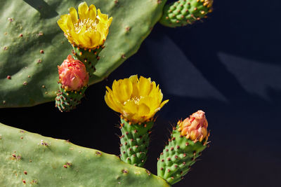 Close-up of flowers