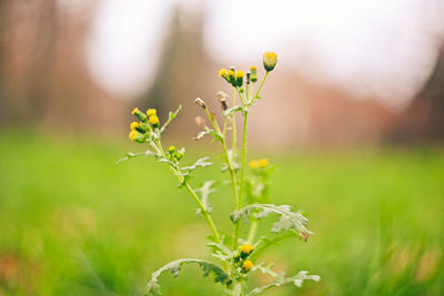 Close-up of purple flowering plant on field