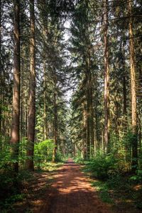 Dirt road passing through forest