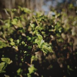 Close-up of plant growing on field