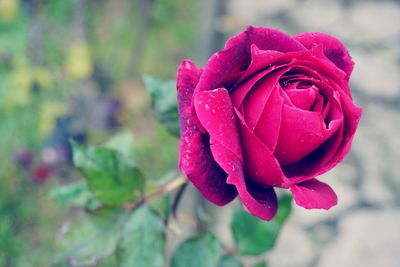 Close-up of wet red rose blooming outdoors