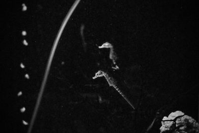 Close-up of jellyfish in water