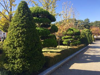 Trees in park against sky