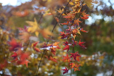 Close-up of maple leaves on tree