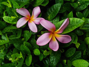 Close-up of pink and purple flowers