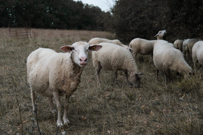 Sheep on field