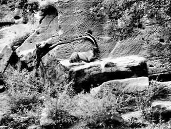 Close-up of horse on rock