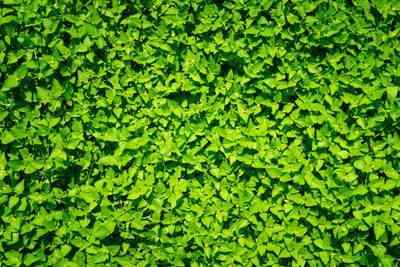 Full frame shot of leaves