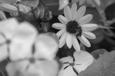 Close-up of white flowering plants