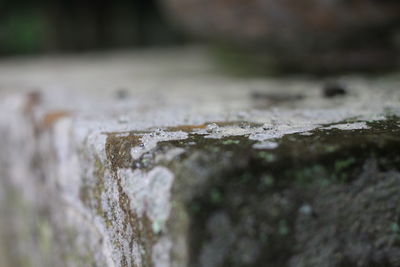 Close-up of moss on rock