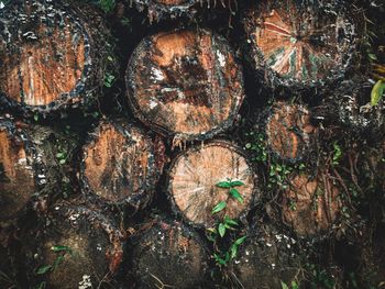 Full frame shot of logs in forest