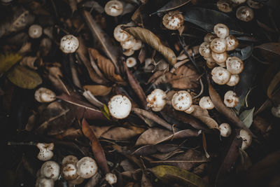 Tiny mushrooms scattered behind the dry leaves