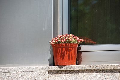 Red flowers on window sill against wall