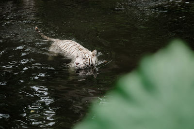 High angle view of cat drinking water from lake