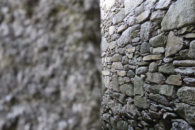 Close-up of tree trunk