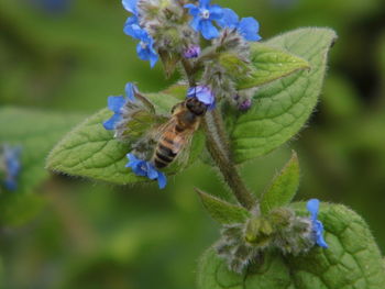 Close-up of bee pollinating on flower