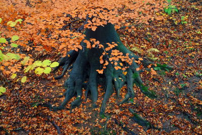 High angle view of maple leaves on street