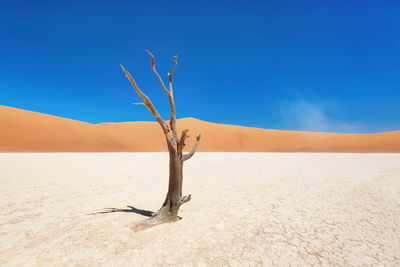 Dead tree on sand against clear sky