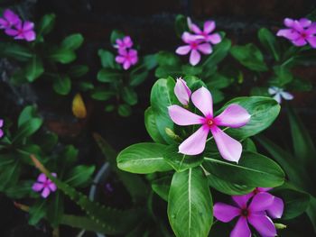 High angle view of pink flowering plant