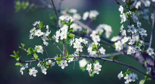Plum branch with white flowers in the park, selective focus, banner