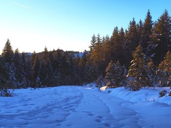 Pine trees on snow covered field against sky