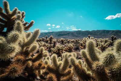 Cactus plants growing on land against blue sky