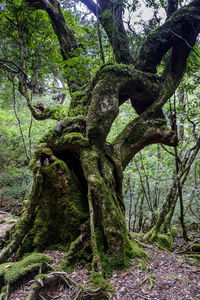 Trees in forest