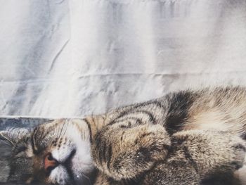 Close-up of cat sleeping