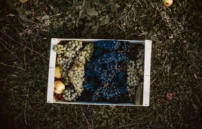 High angle view of fruits in box on field