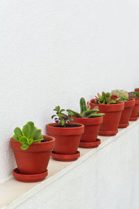 Row of succulents in ceramic pots against a white wall background