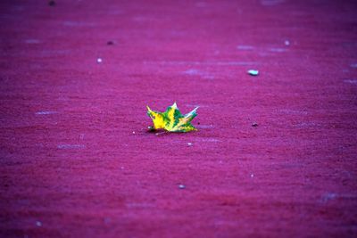 High angle view of small falling on leaf