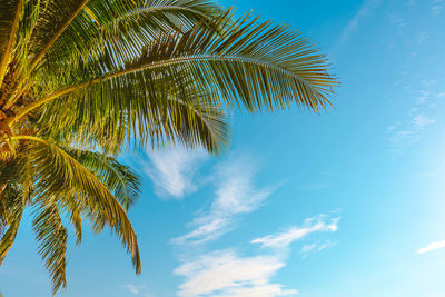 Low angle view of palm tree against blue sky