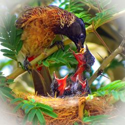 Close-up of bird eating food