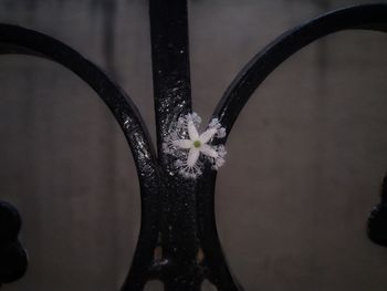 Close-up of flower vase against glass wall