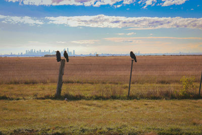 Scenic view of ravens on a fence with city skyline in the background
