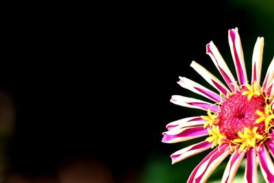 Close-up of pink flower against black background